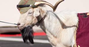 Las cabras montesas dejarán de gozar de derechos por culpa de pedro sánchez