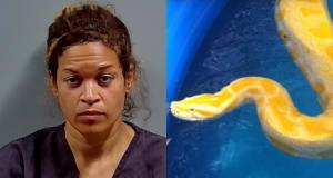 Florida woman arrested after throwing snake in ex-boyfriend's pool