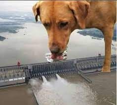Cachorro da raça tilambuco é encontrado bebendo água em barragem na cidade de Cuiaba