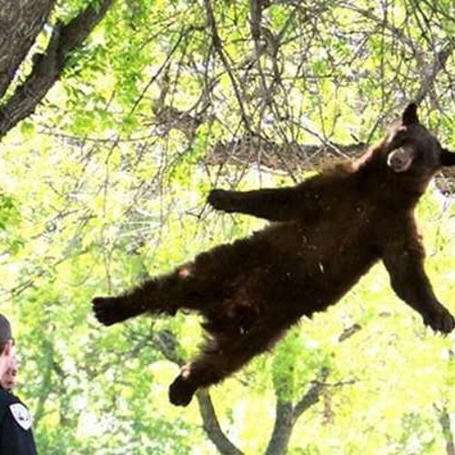 Bear Falling from sky