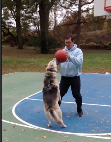 Dog Owner Trains Dog To Shoot Baskets