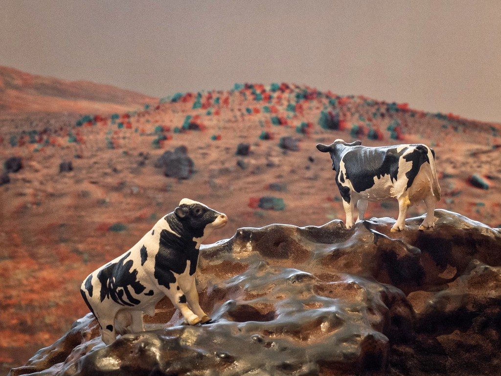 Cow was stuck on mars