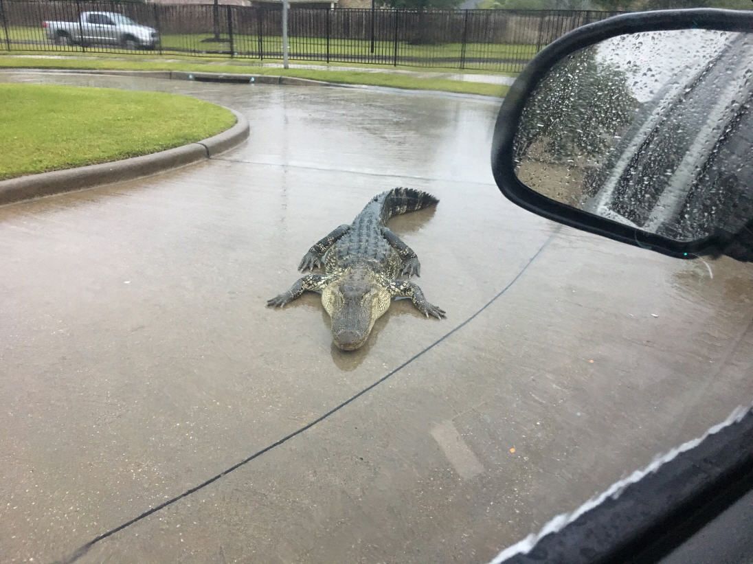 Killer Crocodiles Roam the Lexington Area! University of Kentucky Cancels Classes for Remainder of the Week!!!